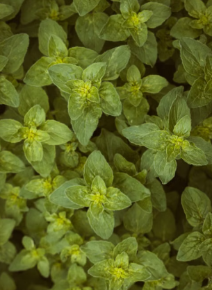Purslane: The Common “Weed” With Surprising Health Benefits